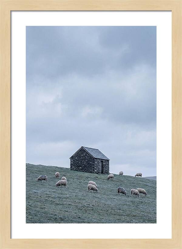 Stone Shepherds Hut With Grazing Sheep