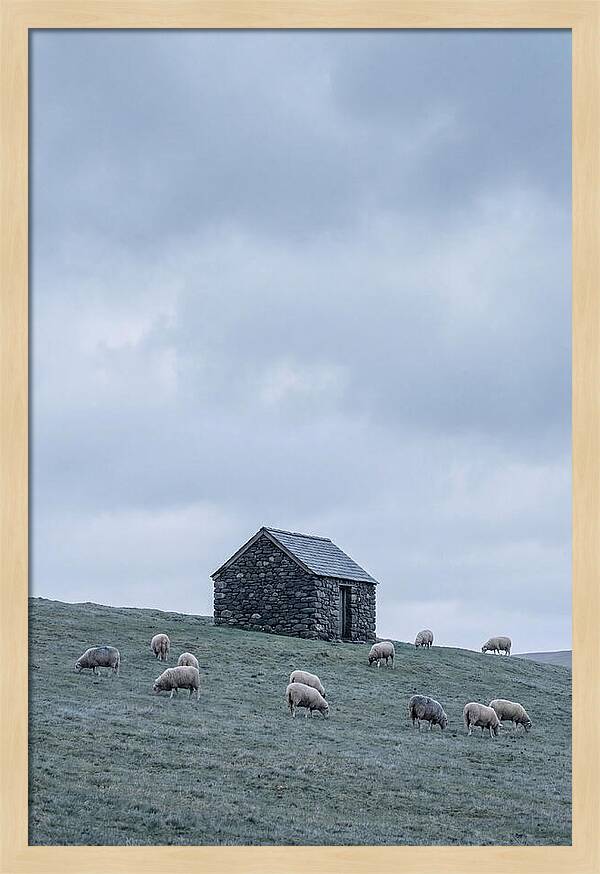 Stone Shepherds Hut With Grazing Sheep