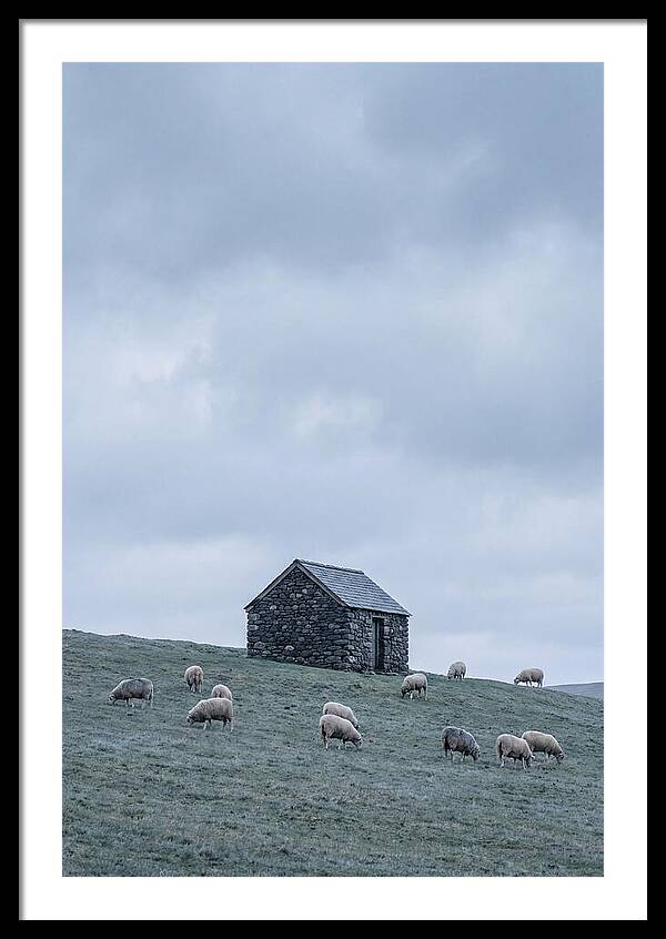 Stone Shepherds Hut With Grazing Sheep