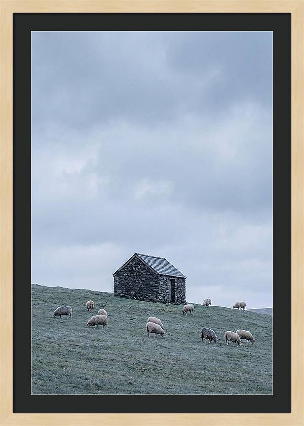 Stone Shepherds Hut With Grazing Sheep