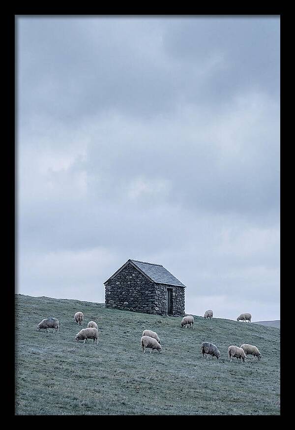 Stone Shepherds Hut With Grazing Sheep