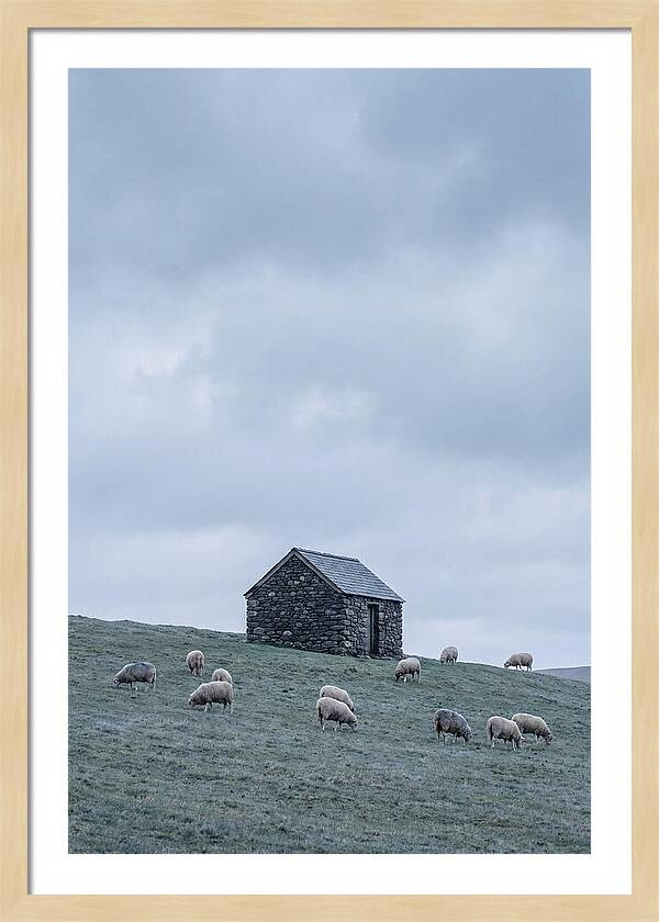Stone Shepherds Hut With Grazing Sheep