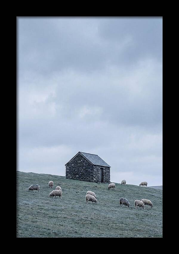 Stone Shepherds Hut With Grazing Sheep