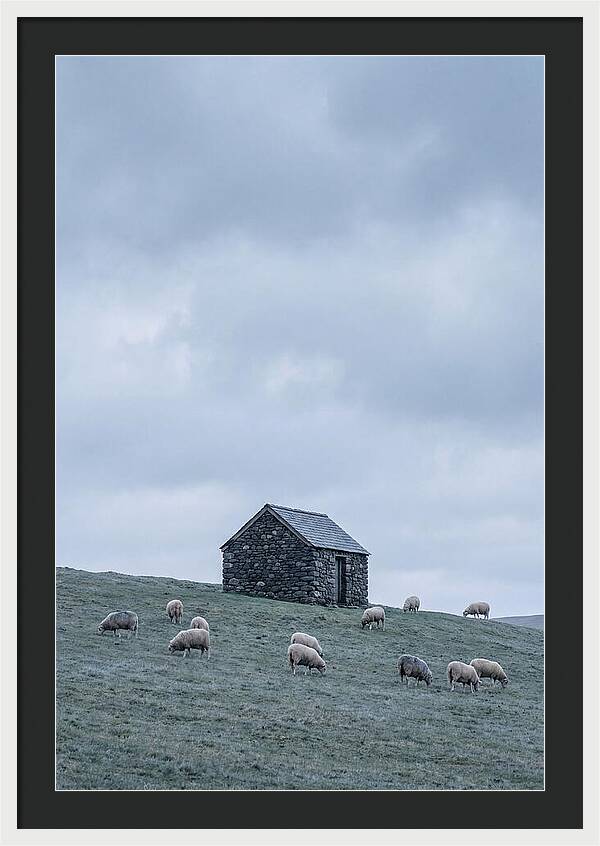 Stone Shepherds Hut With Grazing Sheep