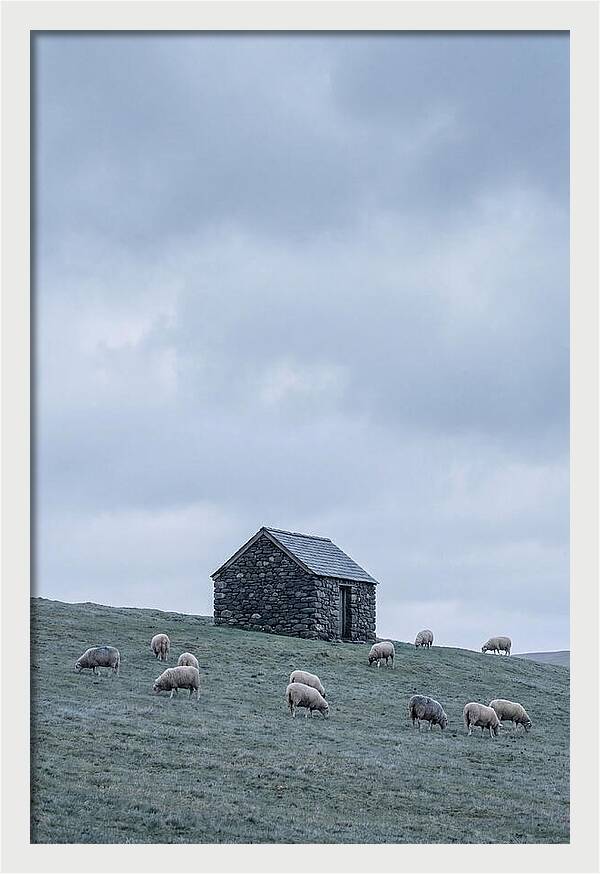 Stone Shepherds Hut With Grazing Sheep