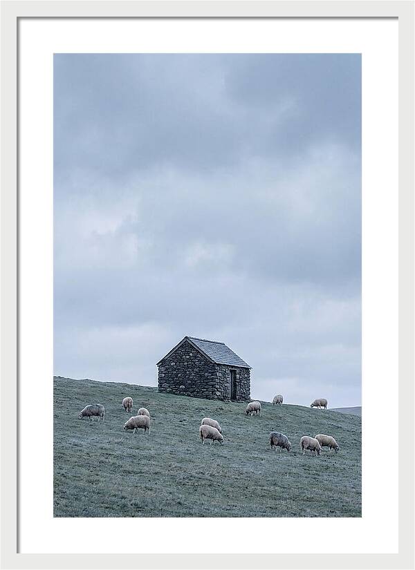 Stone Shepherds Hut With Grazing Sheep