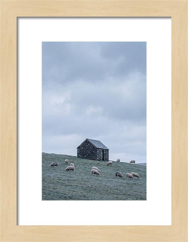 Stone Shepherds Hut With Grazing Sheep