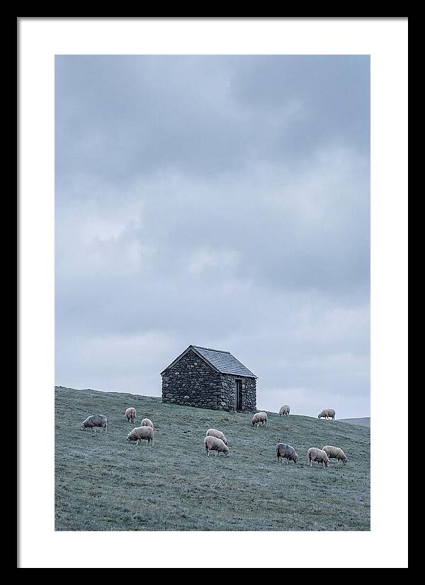 Stone Shepherds Hut With Grazing Sheep