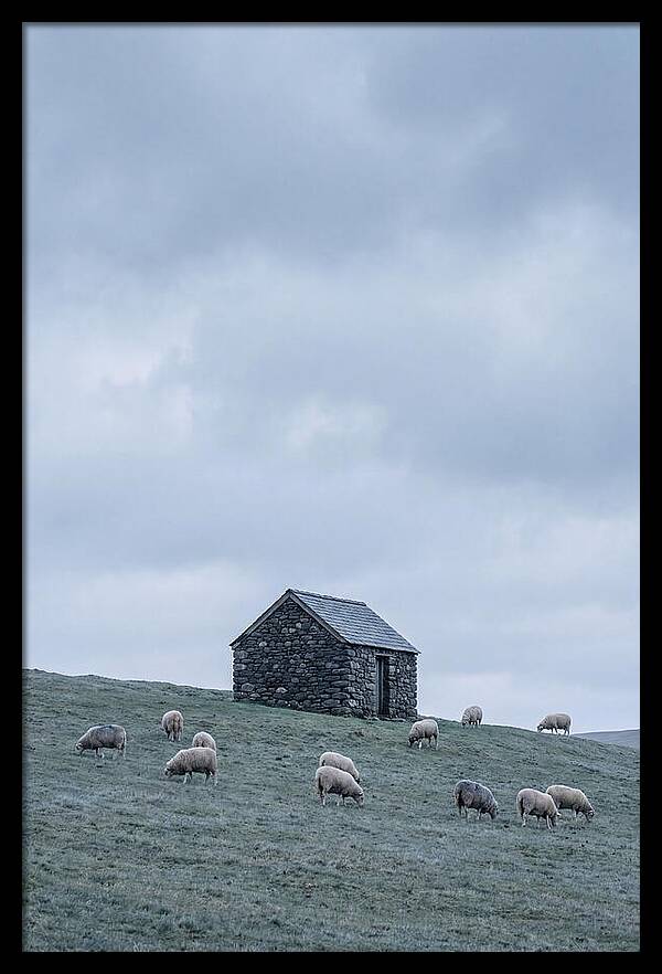 Stone Shepherds Hut With Grazing Sheep