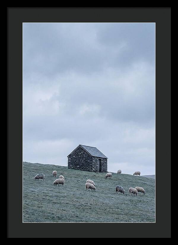 Stone Shepherds Hut With Grazing Sheep