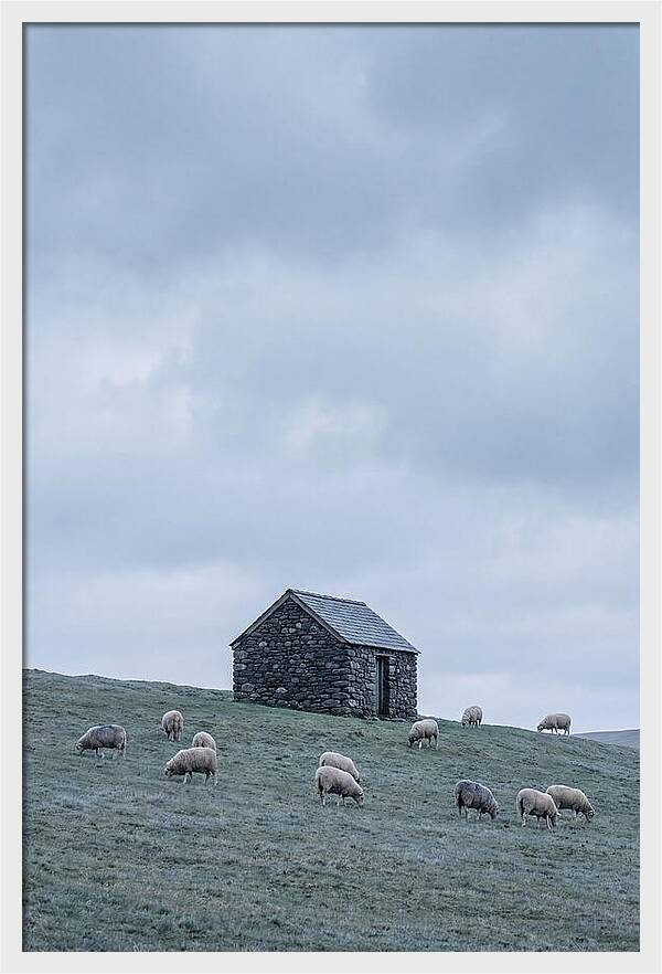 Stone Shepherds Hut With Grazing Sheep