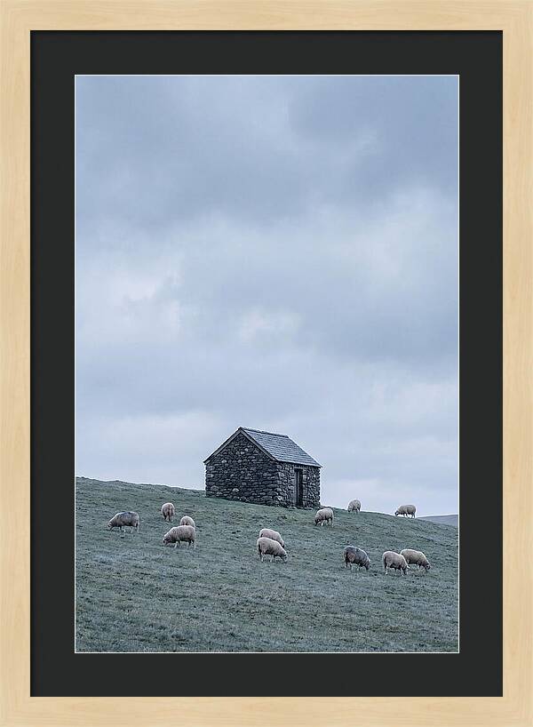 Stone Shepherds Hut With Grazing Sheep