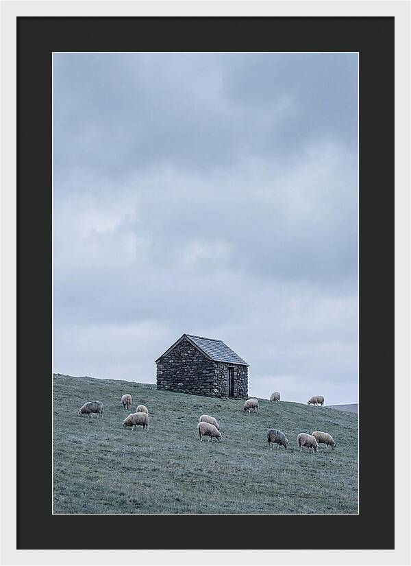 Stone Shepherds Hut With Grazing Sheep