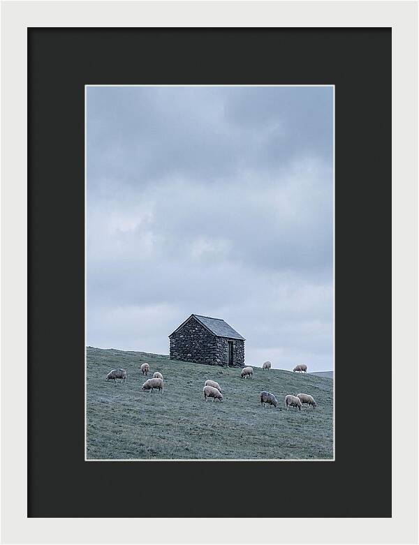 Stone Shepherds Hut With Grazing Sheep