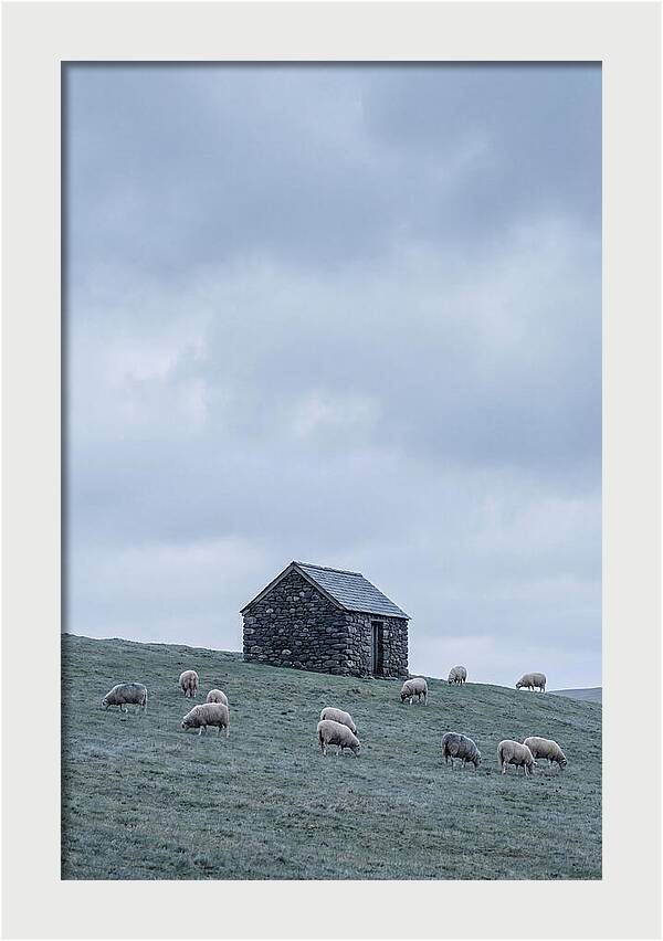 Stone Shepherds Hut With Grazing Sheep