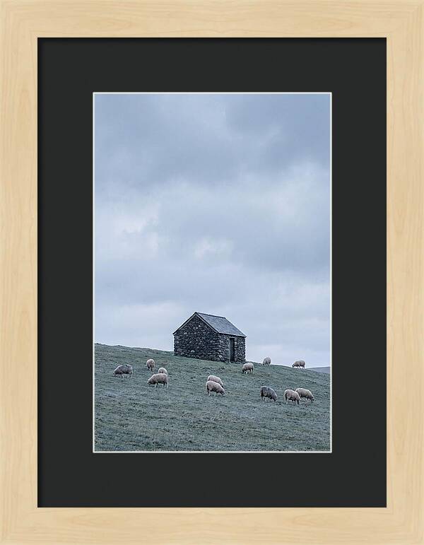 Stone Shepherds Hut With Grazing Sheep