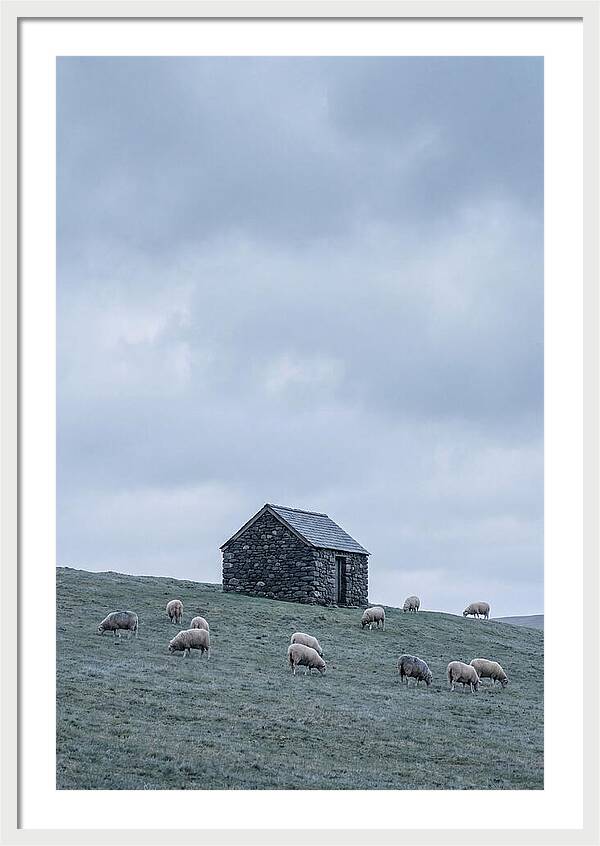 Stone Shepherds Hut With Grazing Sheep