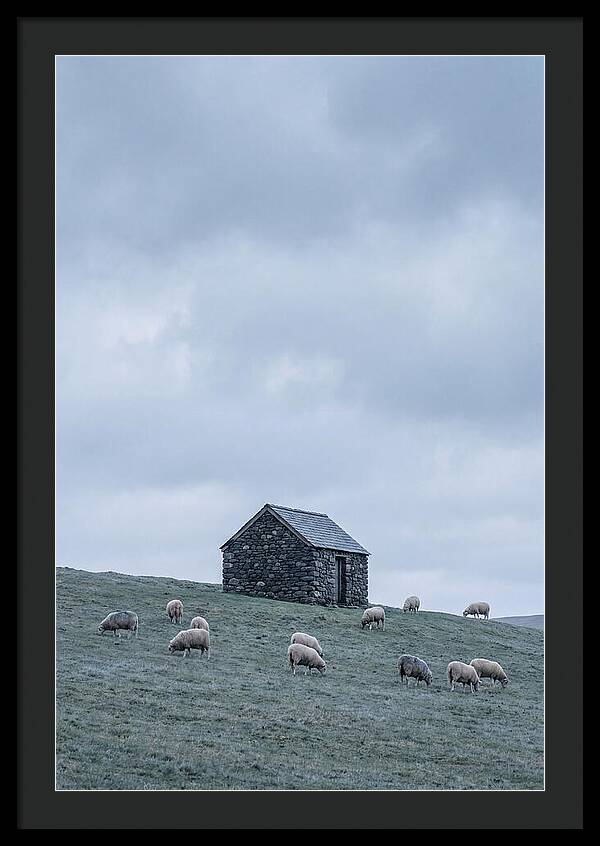 Stone Shepherds Hut With Grazing Sheep