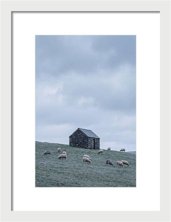 Stone Shepherds Hut With Grazing Sheep