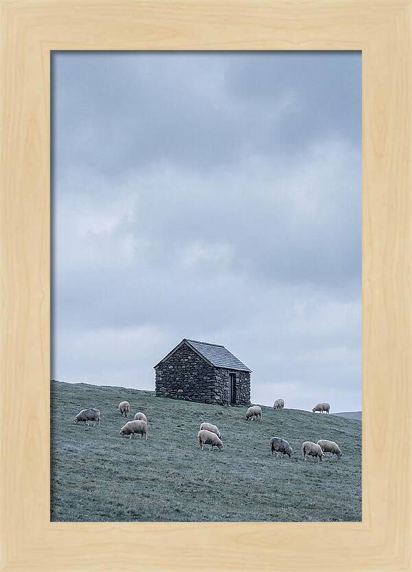 Stone Shepherds Hut With Grazing Sheep