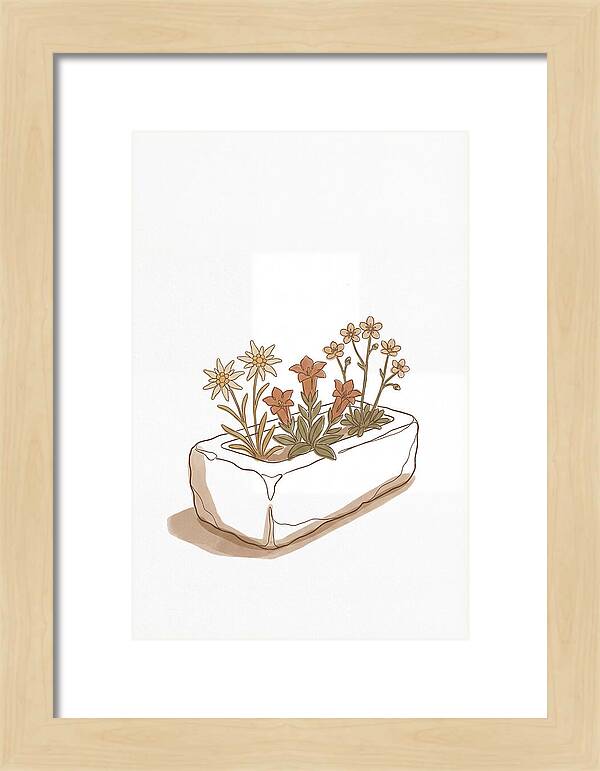Stone Trough Planted With Alpine Flowers