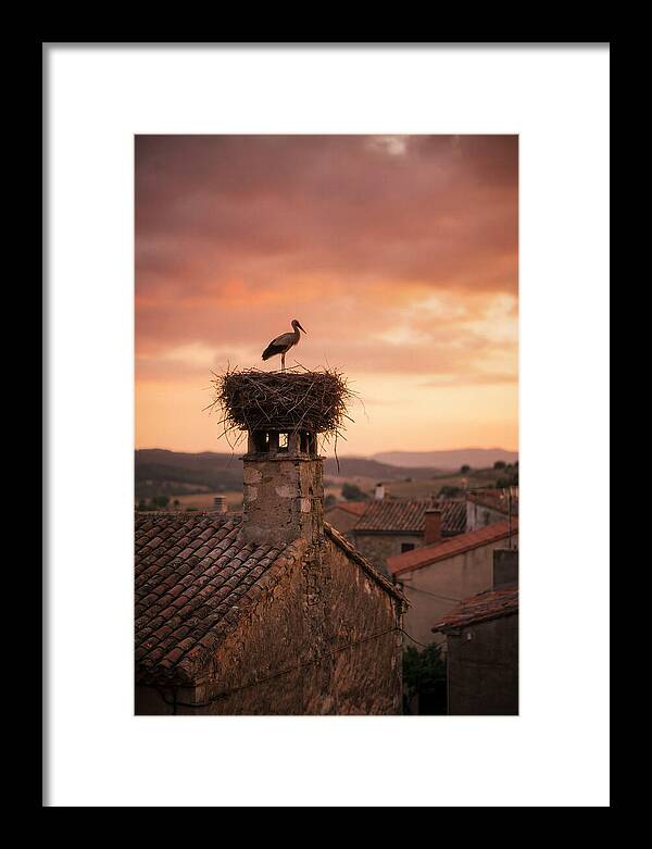 Stork Nesting At Sunset