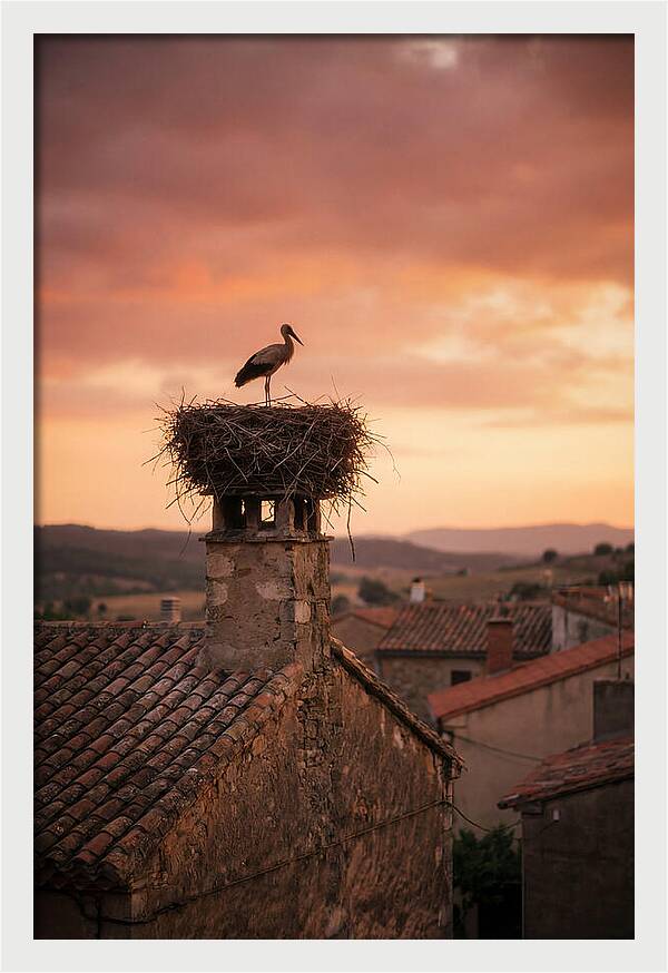 Stork Nesting At Sunset