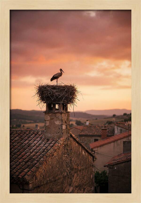 Stork Nesting At Sunset
