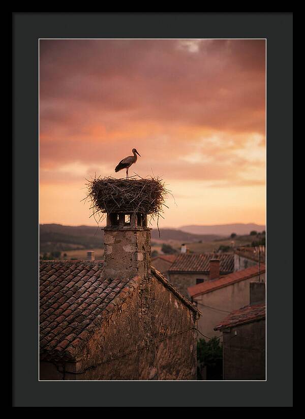 Stork Nesting At Sunset