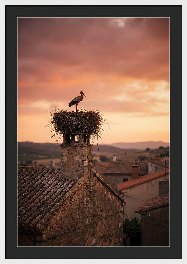 Stork Nesting At Sunset