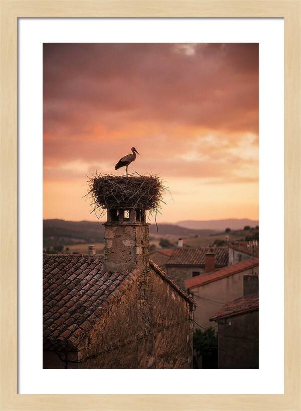 Stork Nesting At Sunset