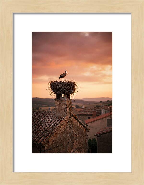 Stork Nesting At Sunset