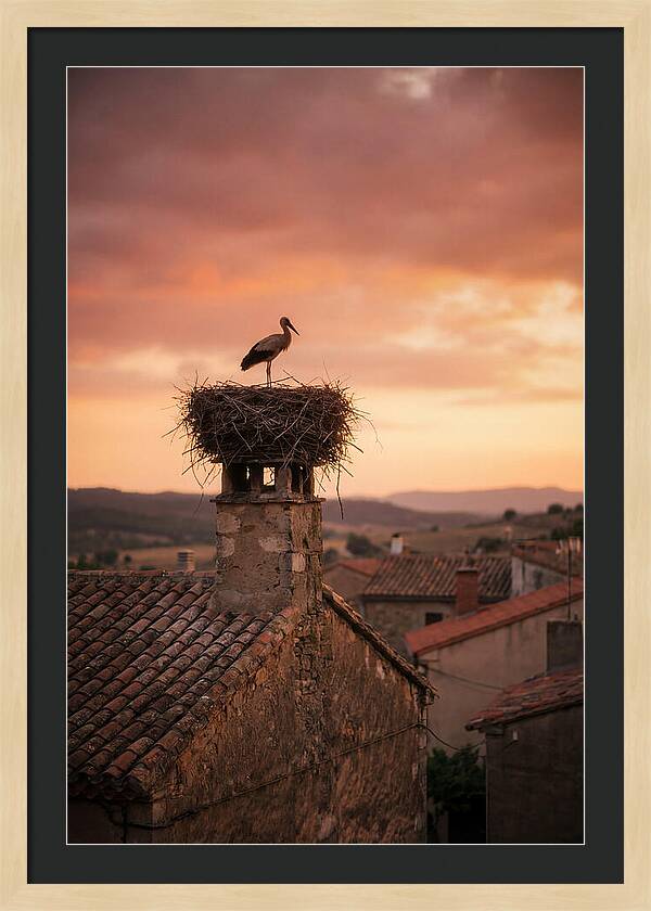 Stork Nesting At Sunset