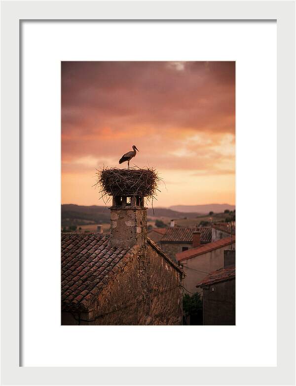 Stork Nesting At Sunset