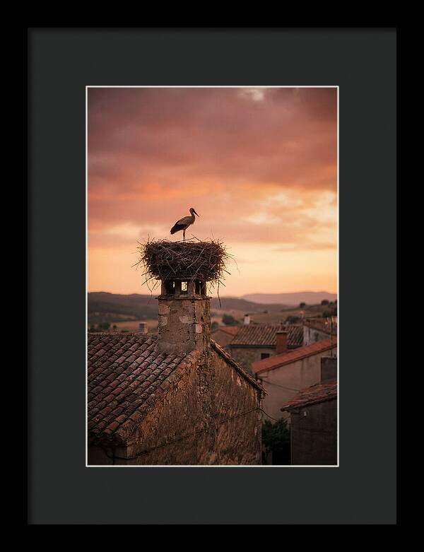 Stork Nesting At Sunset
