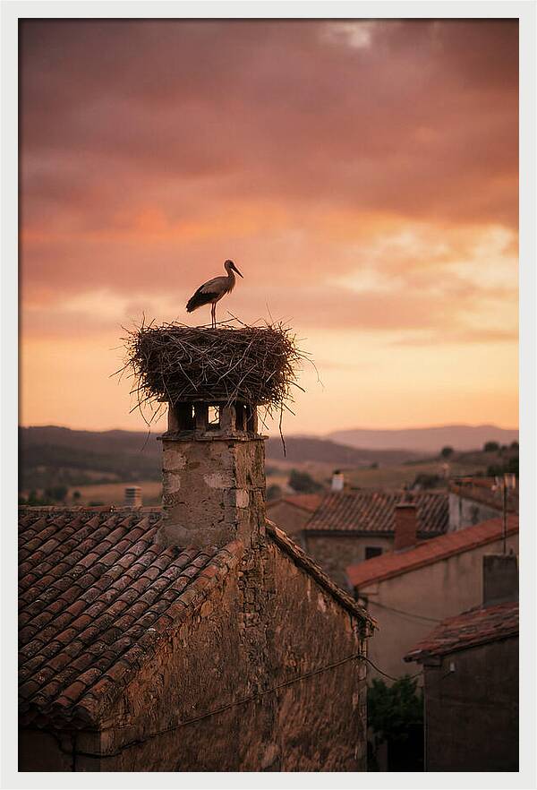 Stork Nesting At Sunset