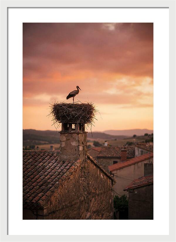 Stork Nesting At Sunset