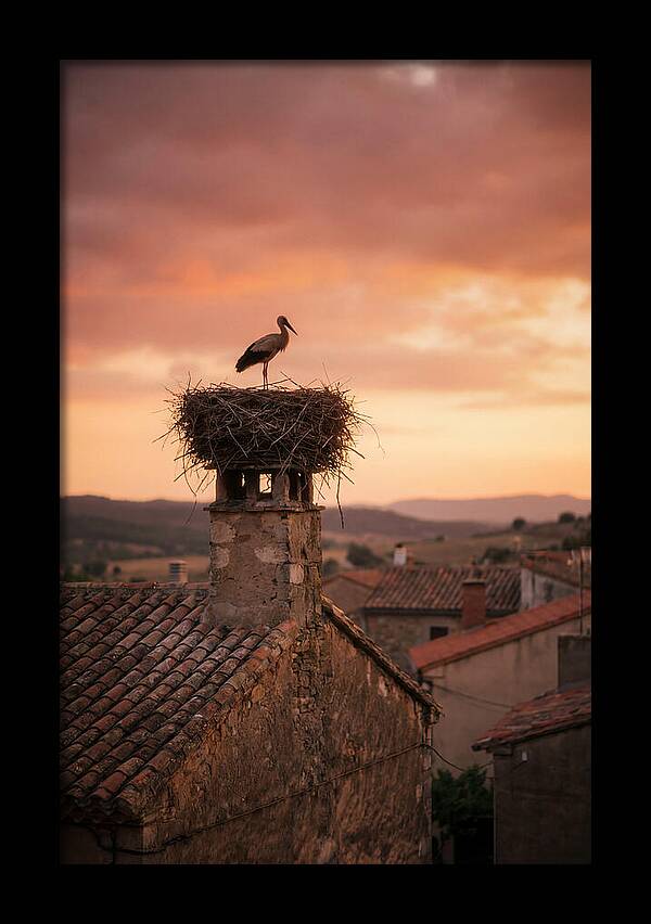 Stork Nesting At Sunset