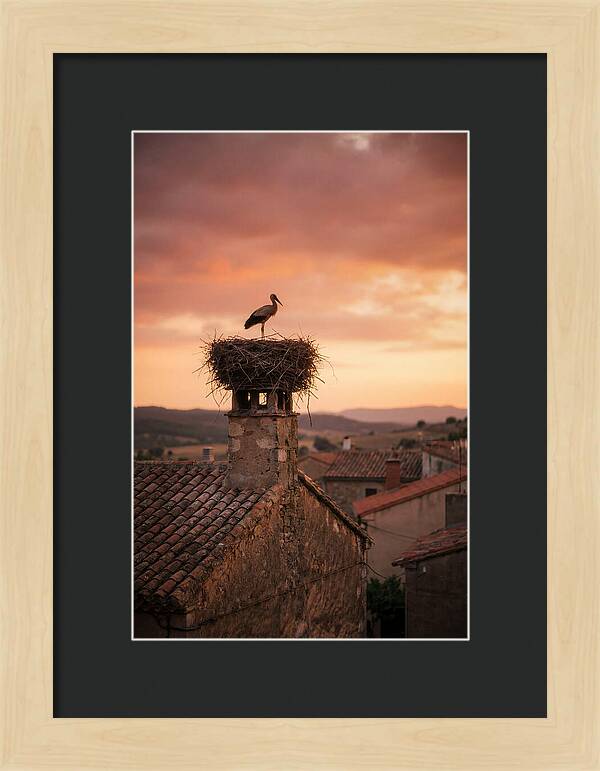 Stork Nesting At Sunset