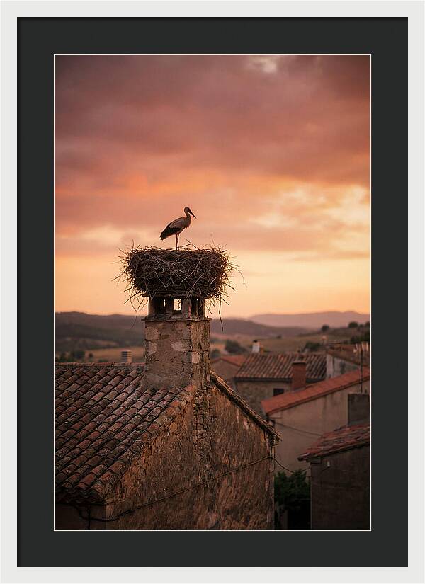 Stork Nesting At Sunset