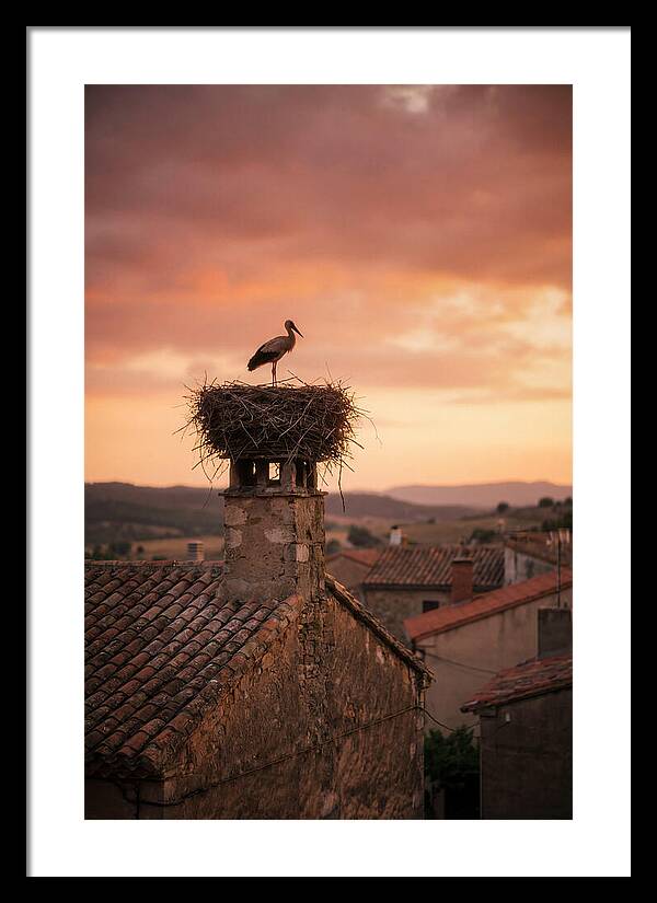 Stork Nesting At Sunset