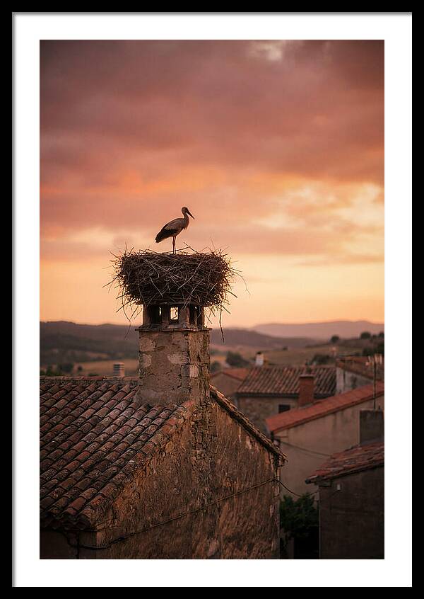 Stork Nesting At Sunset