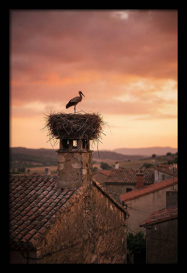 Stork Nesting At Sunset