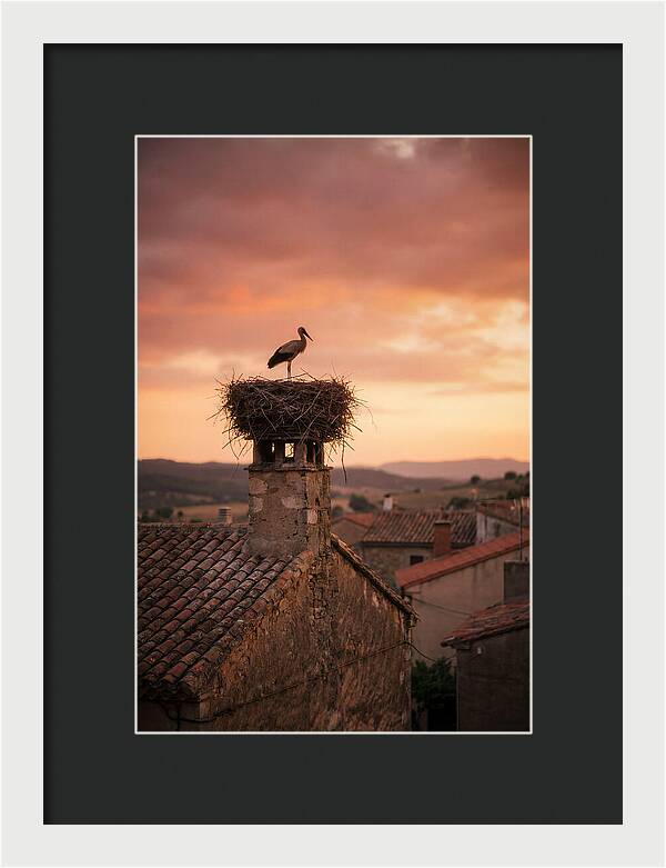 Stork Nesting At Sunset