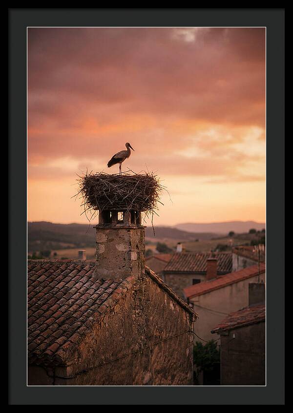 Stork Nesting At Sunset