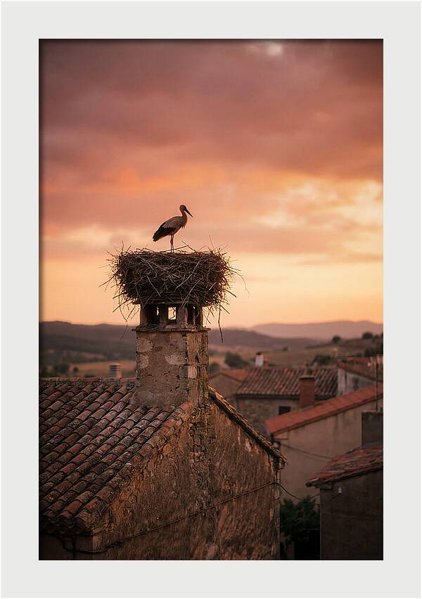 Stork Nesting At Sunset