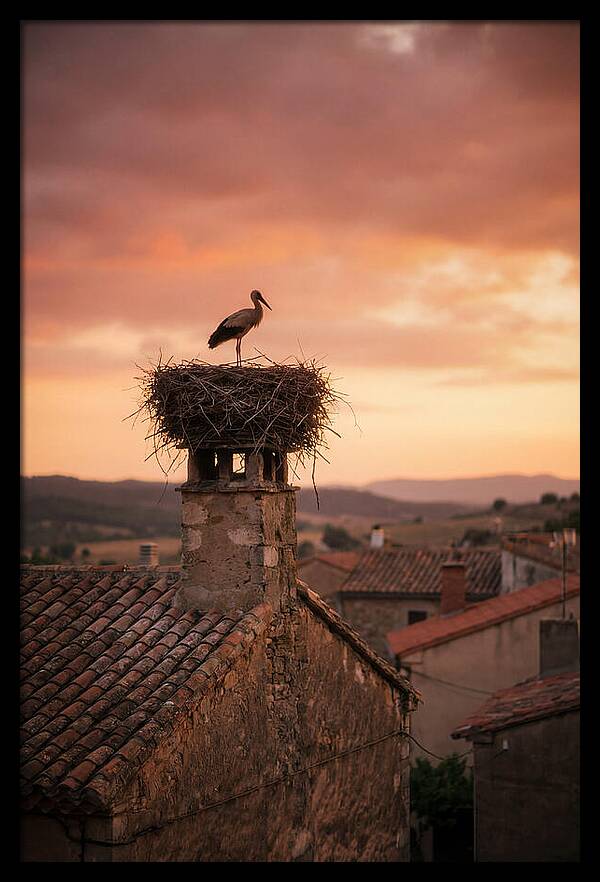 Stork Nesting At Sunset