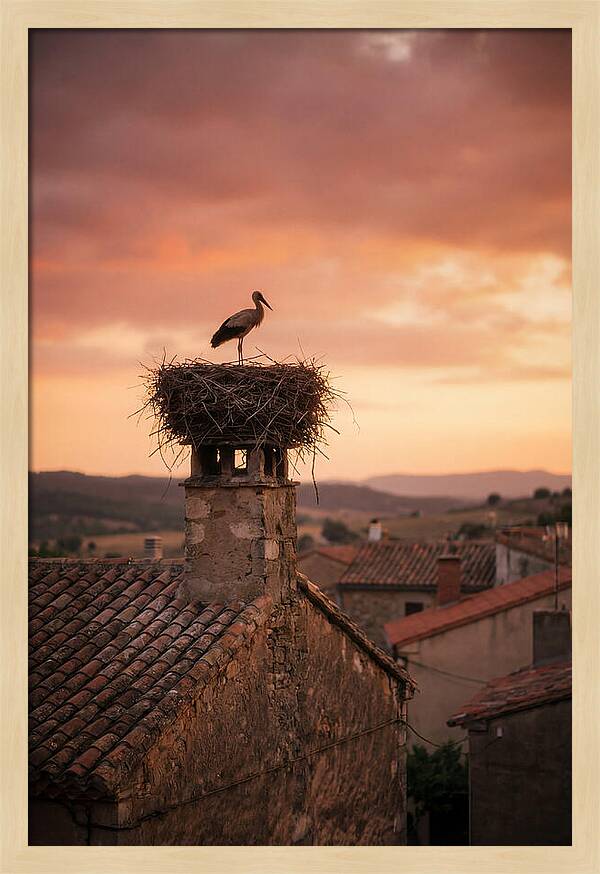 Stork Nesting At Sunset