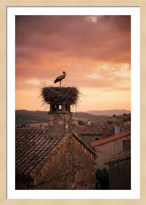 Stork Nesting At Sunset