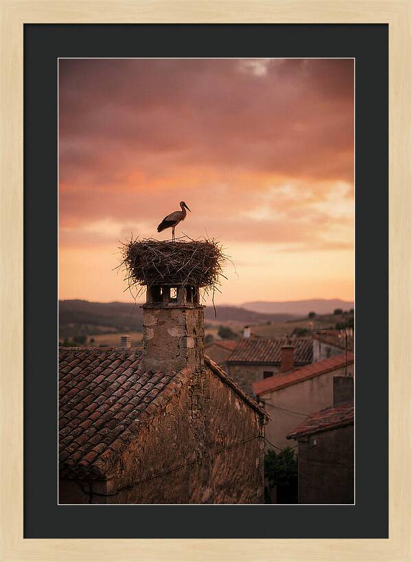 Stork Nesting At Sunset